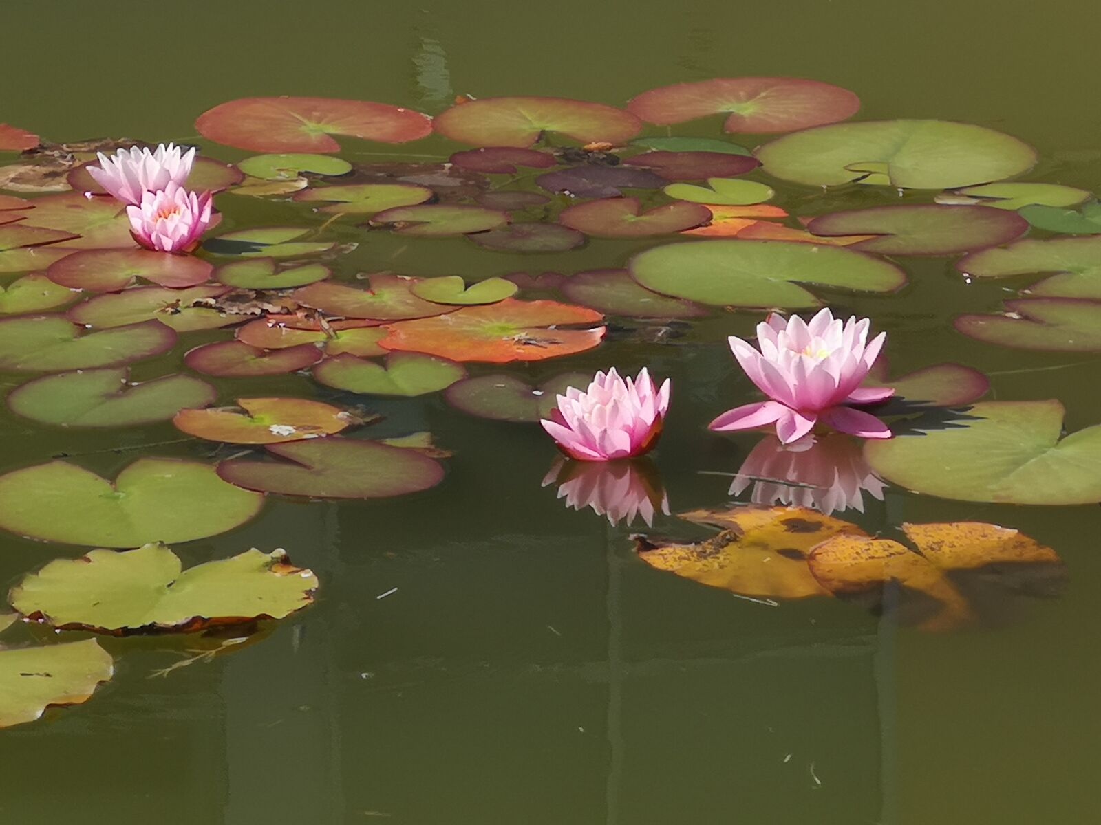 HUAWEI CLT-L29 sample photo. Lilies, water, pink photography