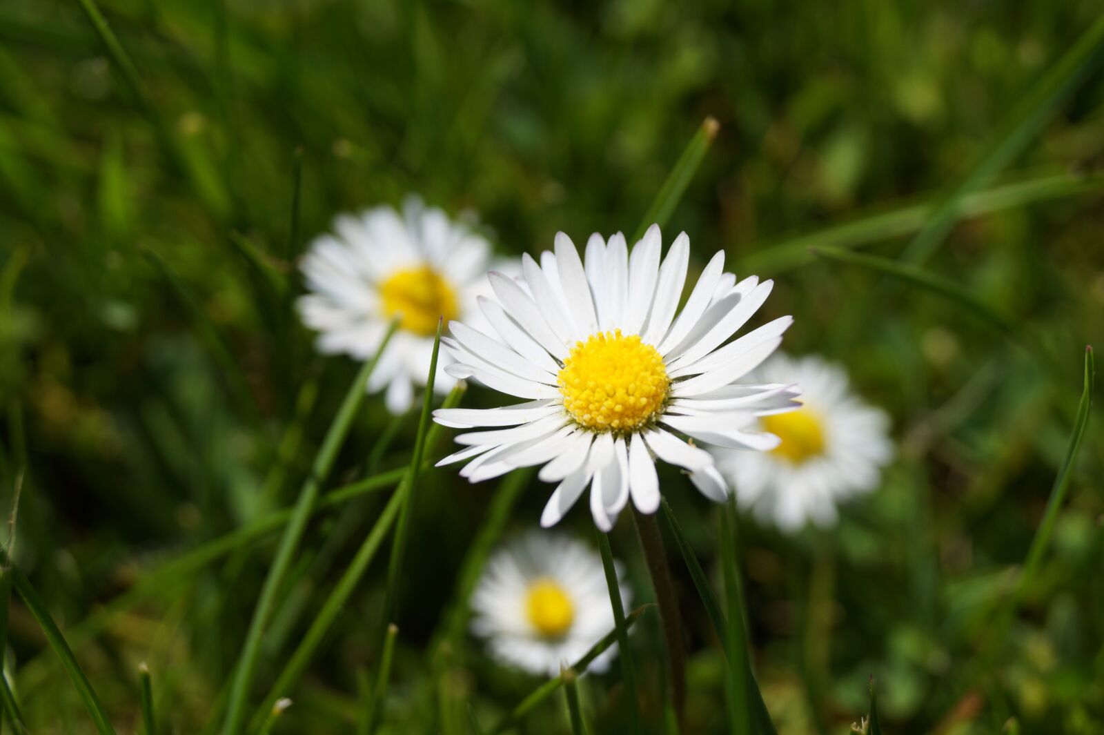 Sony DT 18-55mm F3.5-5.6 SAM II sample photo. Flower, meadow, yellow photography