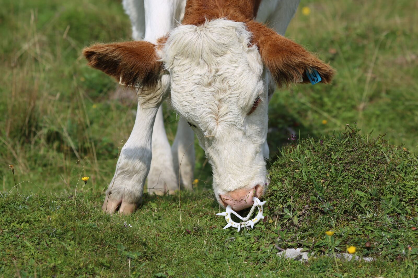 Canon EF 100-400mm F4.5-5.6L IS USM sample photo. Cow, beef, milk cow photography