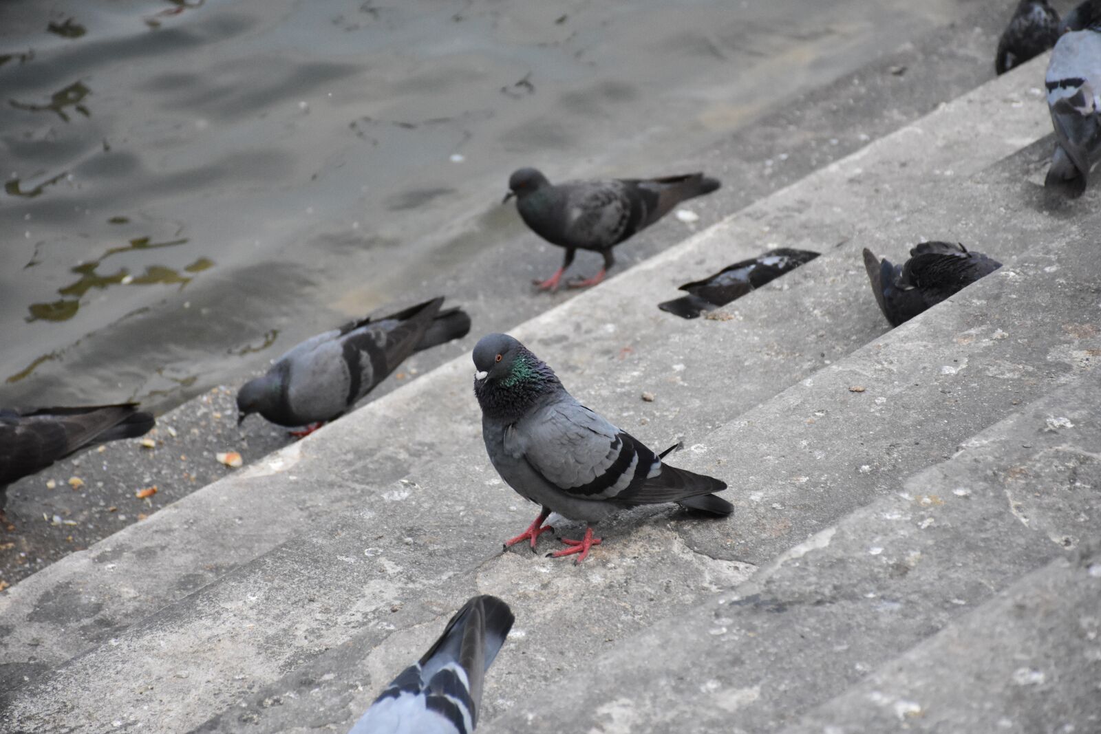 Nikon D7200 sample photo. Birds, dove, pigeon photography