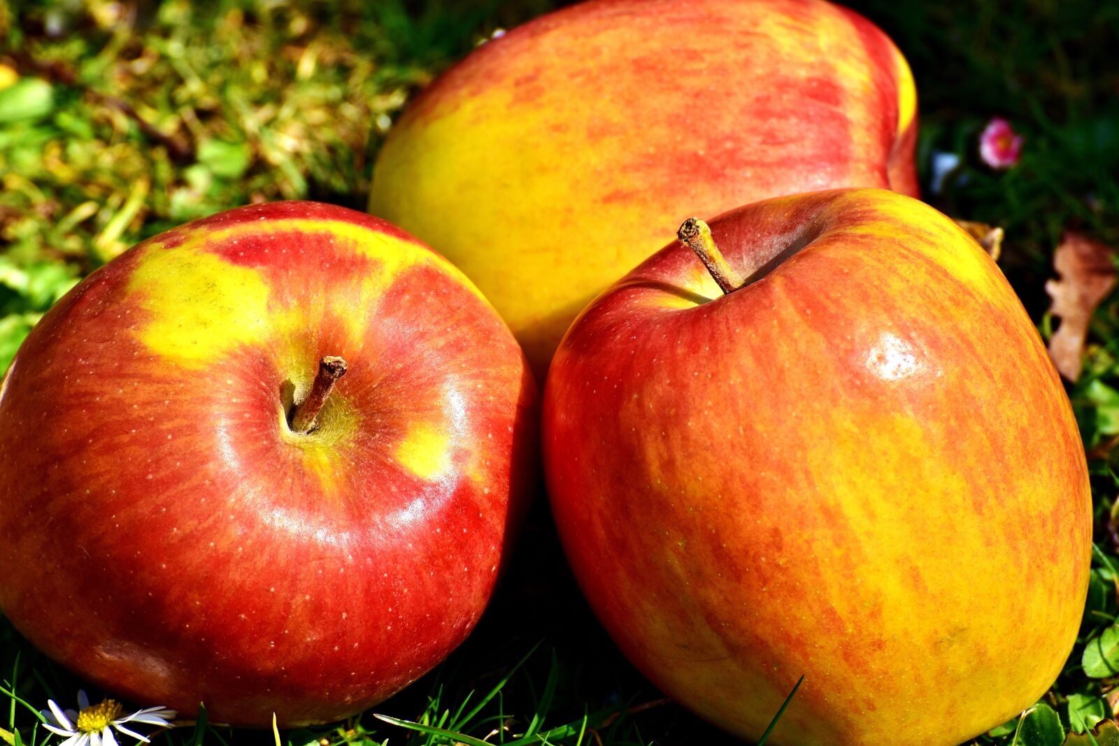 Nikon D7200 sample photo. Apple, fruit, ripe photography