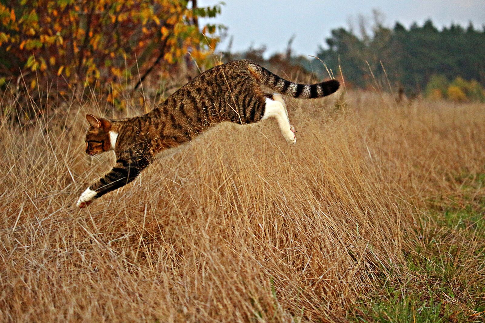 Canon EOS 100D (EOS Rebel SL1 / EOS Kiss X7) sample photo. Cat, tiger cat, domestic photography