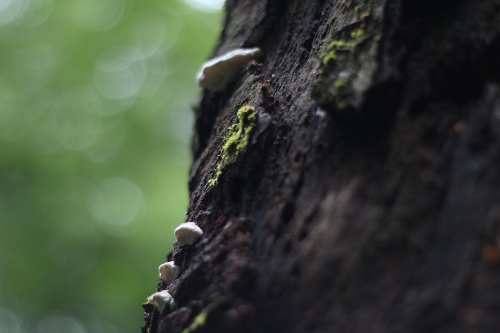 Canon EOS 600D (Rebel EOS T3i / EOS Kiss X5) + Canon EF 50mm F1.8 II sample photo. Tree, nature, flower photography