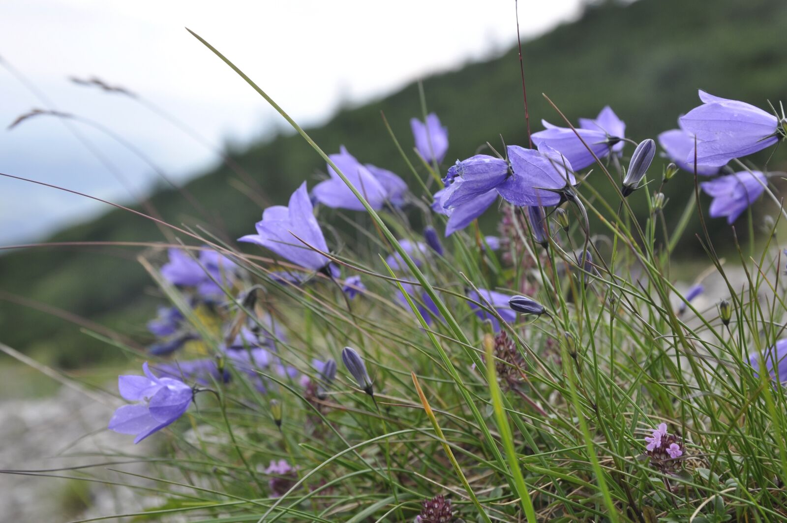 Nikon D90 sample photo. Flower, nature, plant photography