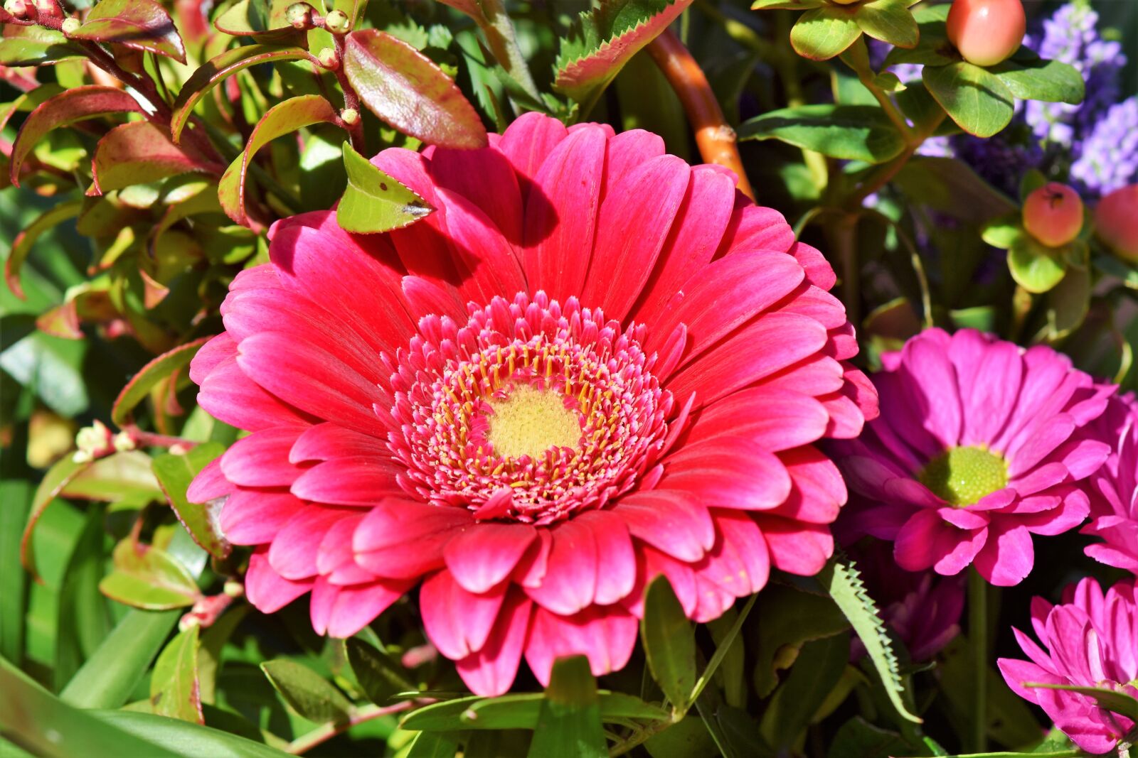 Nikon D7200 sample photo. Baberton, baberton daisies, daisy photography