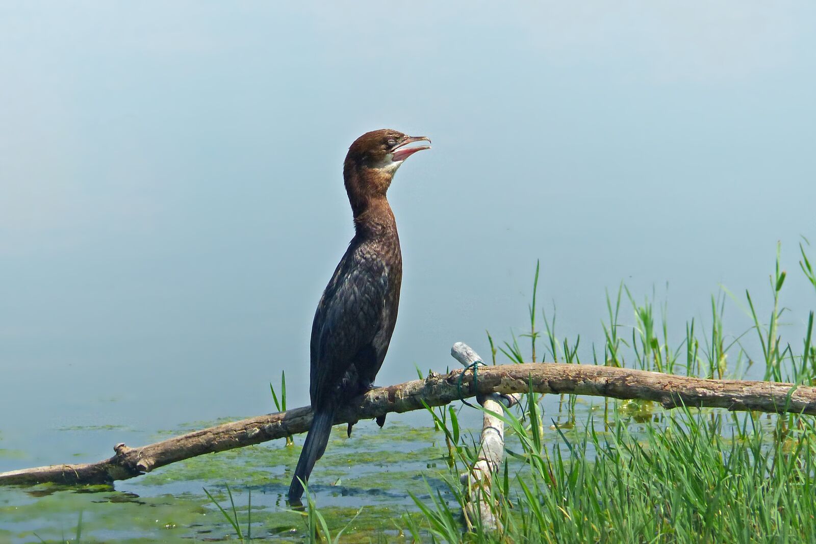Panasonic Lumix DMC-FZ200 sample photo. Nature, bird, cormorant photography