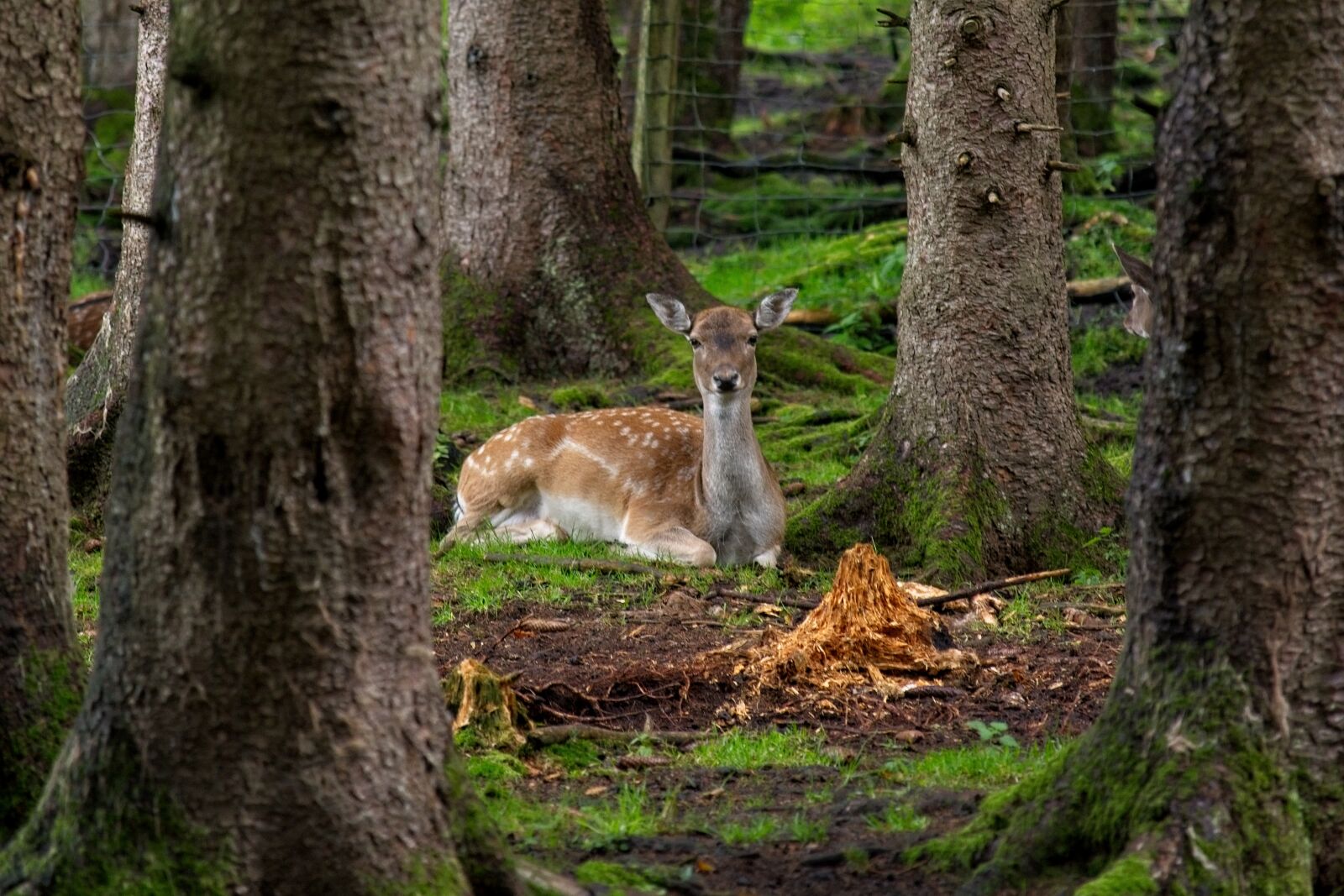 Nikon D7100 sample photo. Fallow deer, roe deer photography