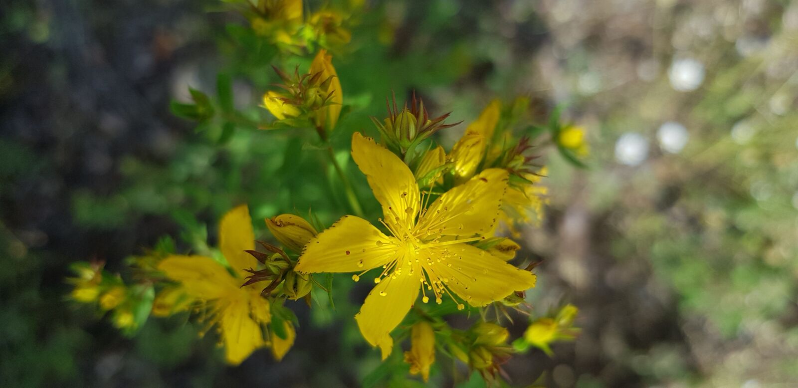 Samsung Galaxy S8 sample photo. Hiperico, yellow flower, botany photography