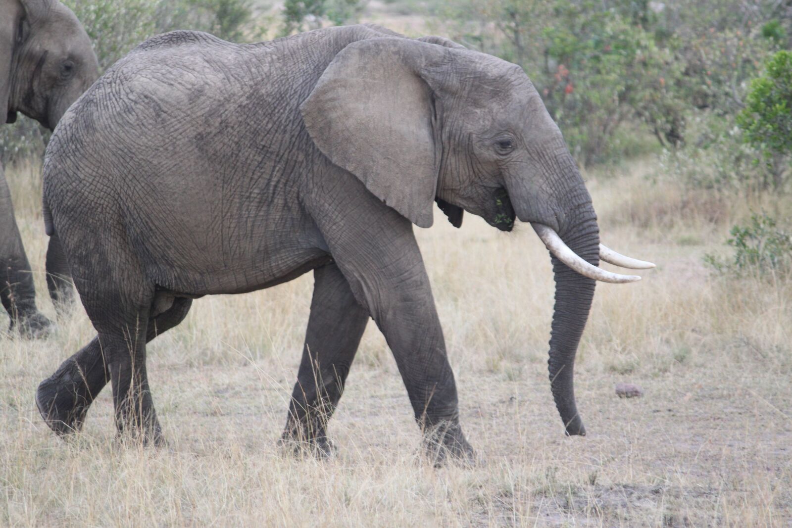 Canon EOS 500D (EOS Rebel T1i / EOS Kiss X3) sample photo. Africa, safari, wildlife photography