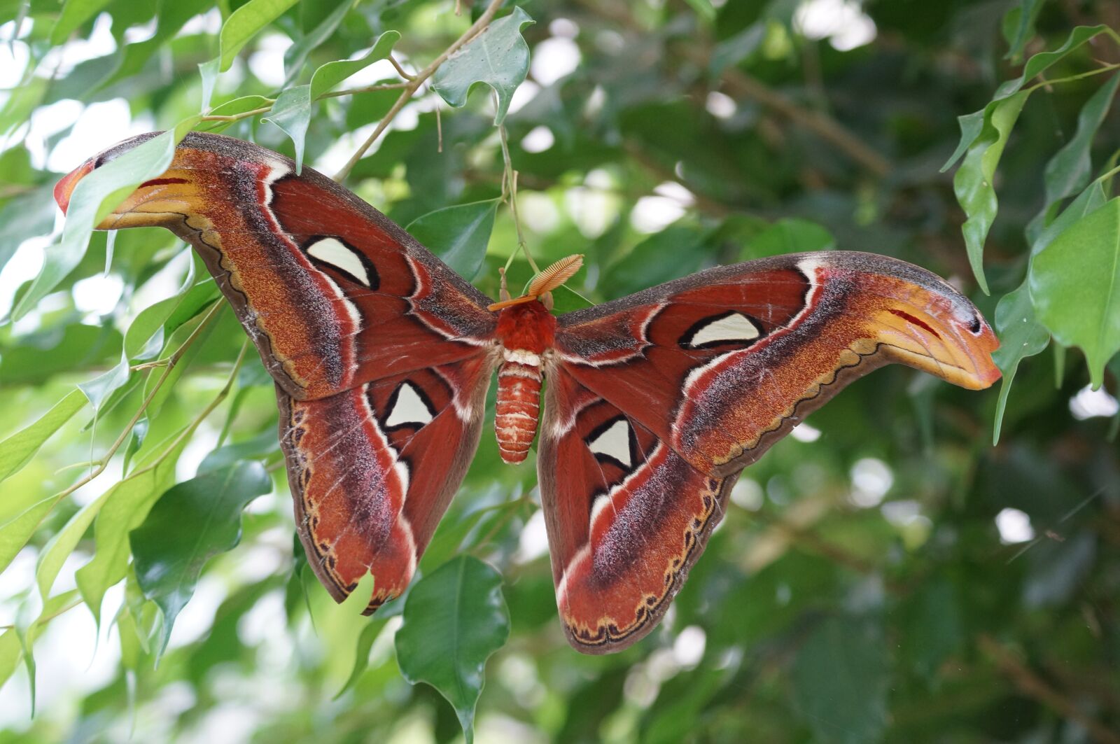 Sony SLT-A57 + Sony DT 55-200mm F4-5.6 SAM sample photo. Nature, fauna, animal photography