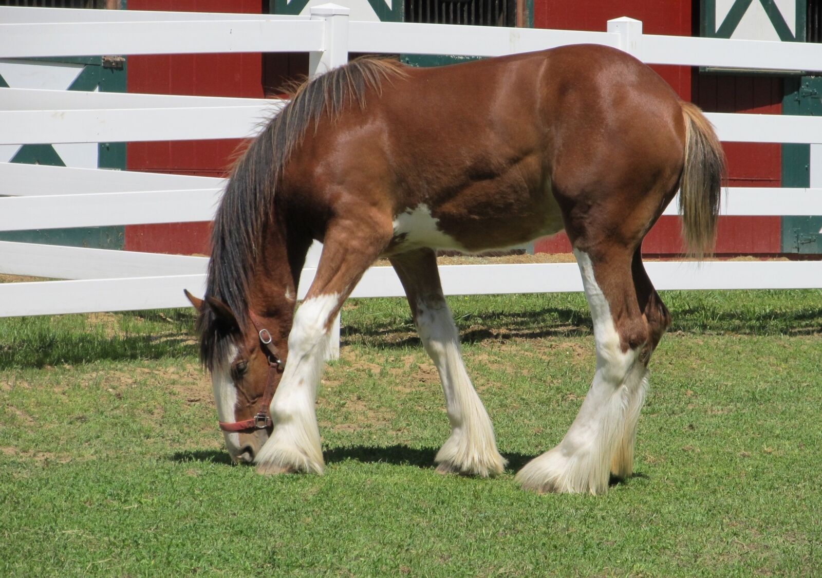 Canon PowerShot SX130 IS sample photo. Clydesdale, horse, foal photography