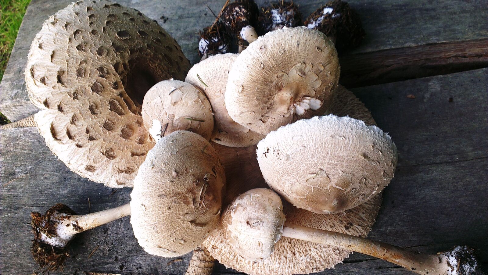 HTC ONE X sample photo. Mushroom, autumn, fungi photography