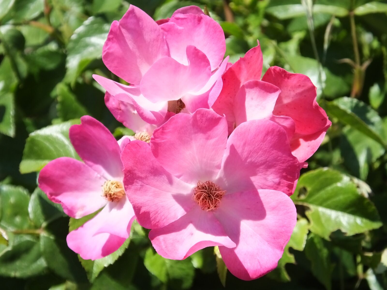 Fujifilm FinePix HS50 EXR sample photo. Rose, wild rose, flower photography
