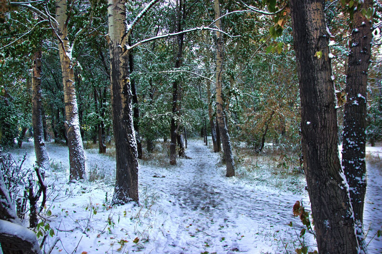Canon EOS 550D (EOS Rebel T2i / EOS Kiss X4) sample photo. Forest, trees, snow photography