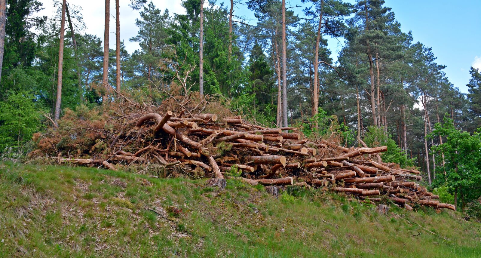 Nikon D5200 sample photo. Wood, holzstapel, timber industry photography