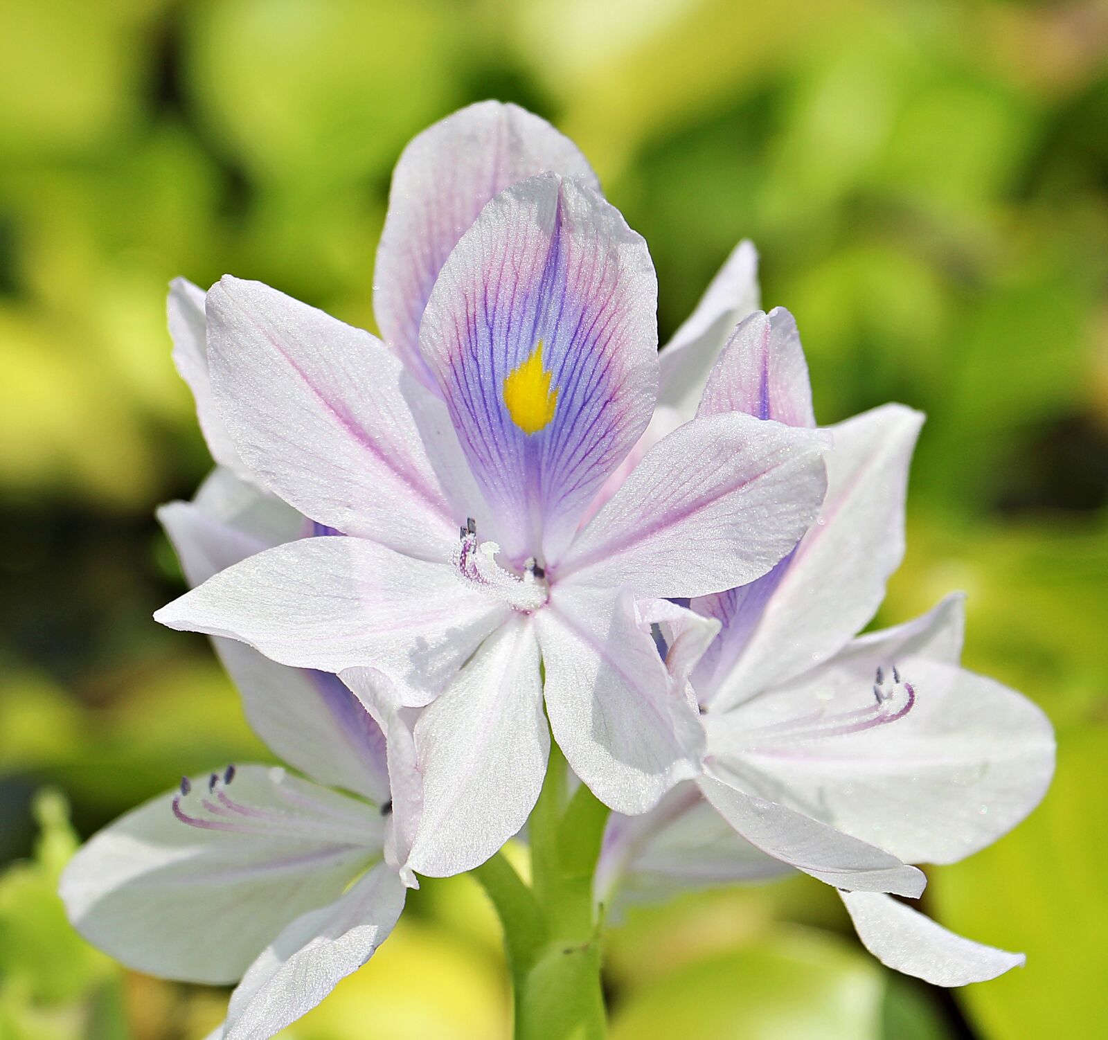 Canon EOS 550D (EOS Rebel T2i / EOS Kiss X4) sample photo. Water hyacinth, flowers, nature photography
