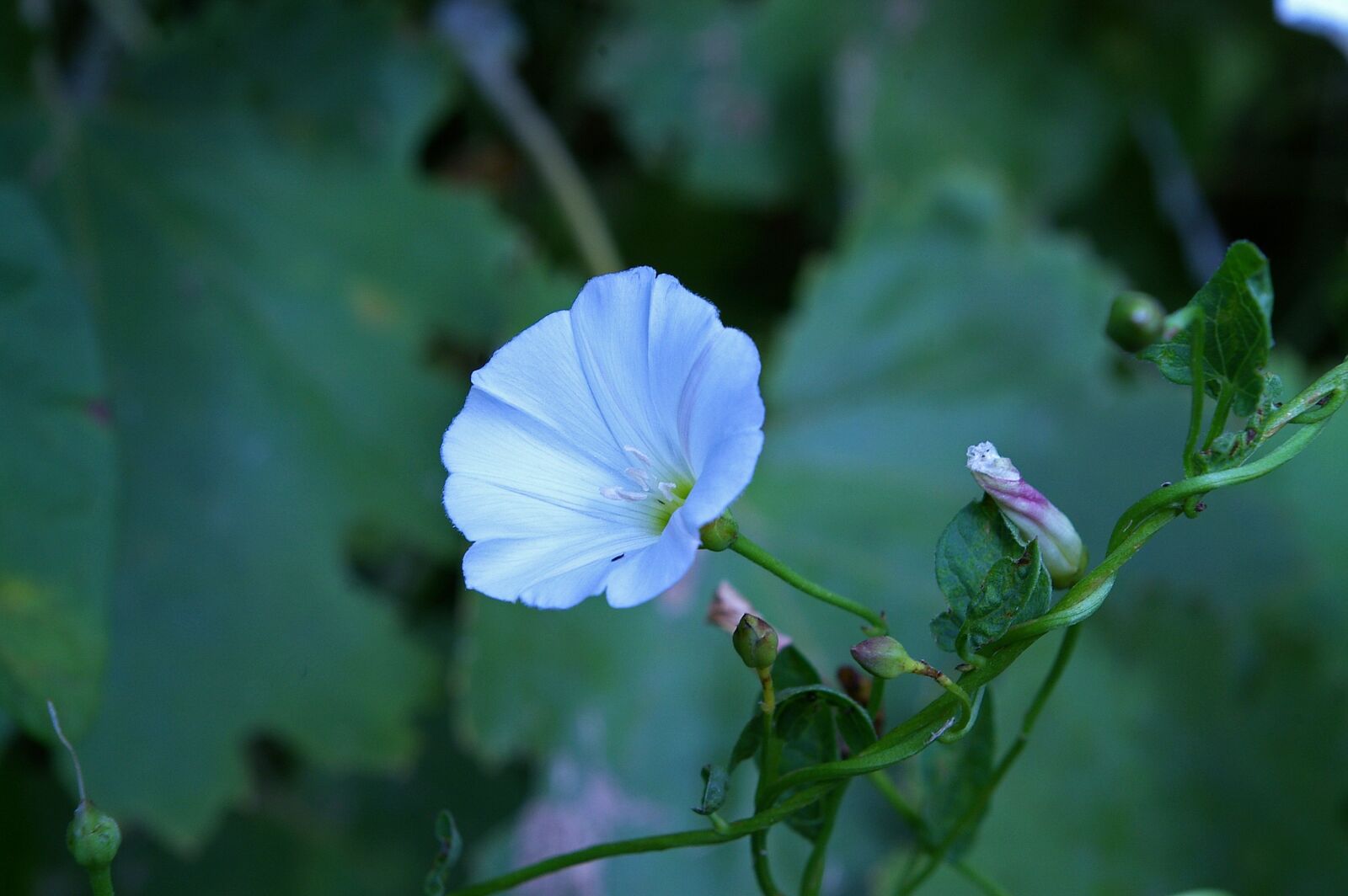 Pentax *ist DL2 sample photo. Funnel thread, nature, flower photography