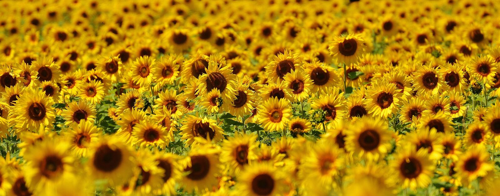 Nikon D3200 sample photo. Sunflower, summer, garden photography