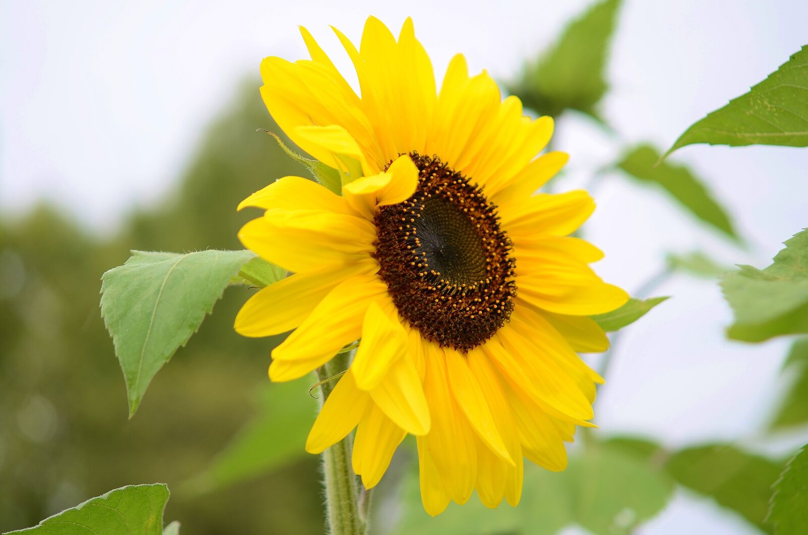 Nikon D7000 sample photo. Flower, natur, spring photography
