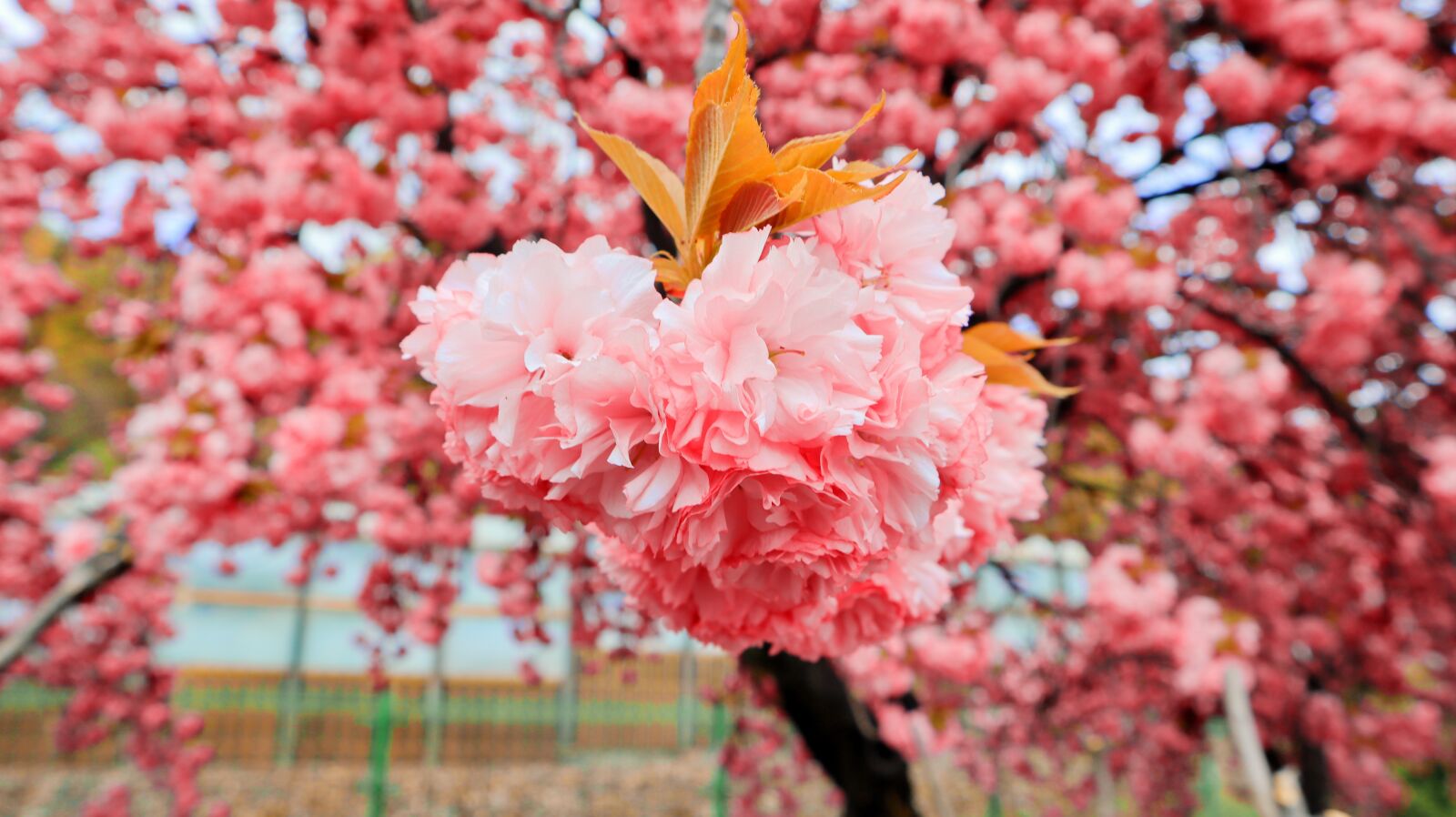 Canon EOS M50 (EOS Kiss M) sample photo. Cherry blossom, flowers, bloom photography