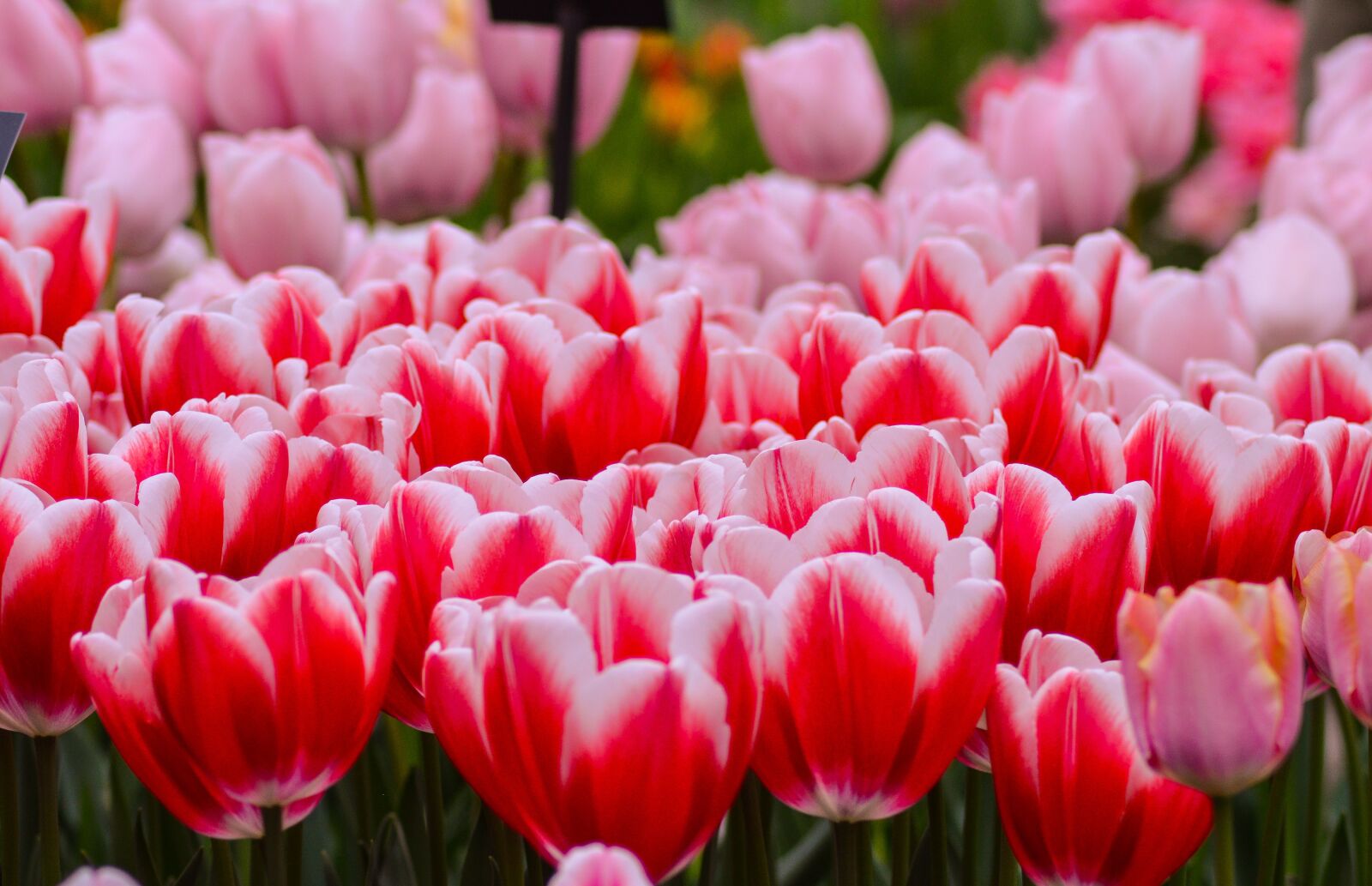 Nikon D3200 sample photo. Tulips, keukenhof, holland photography
