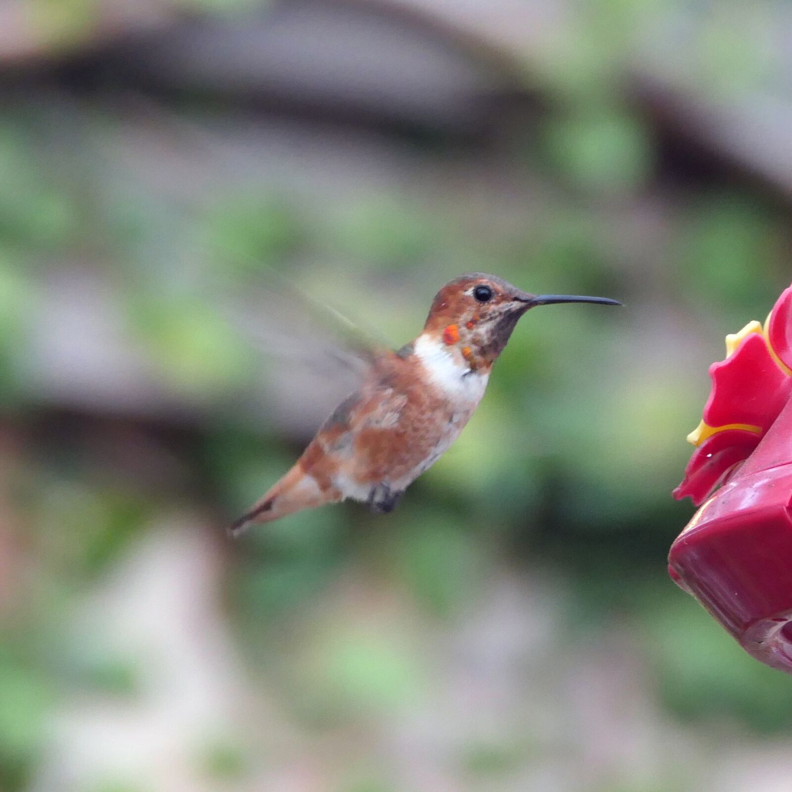 Panasonic DC-FZ10002 sample photo. Hummingbird, bird, wings photography