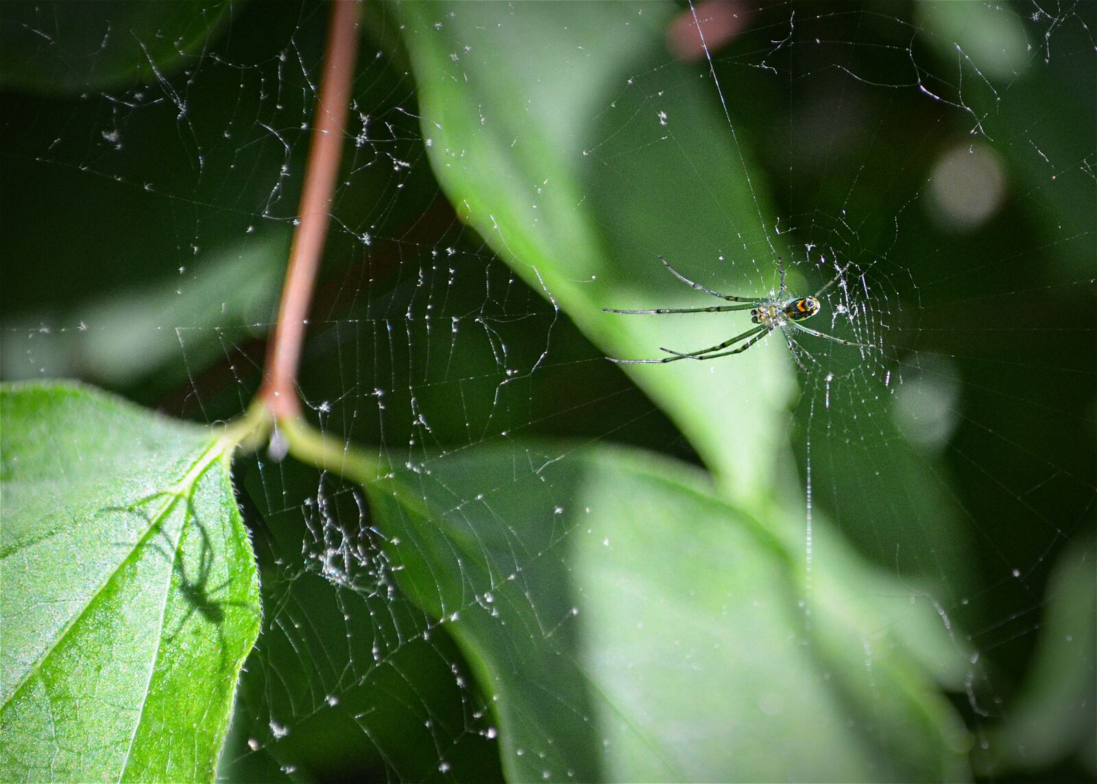 Nikon D5100 sample photo. Spider, web, shadow photography
