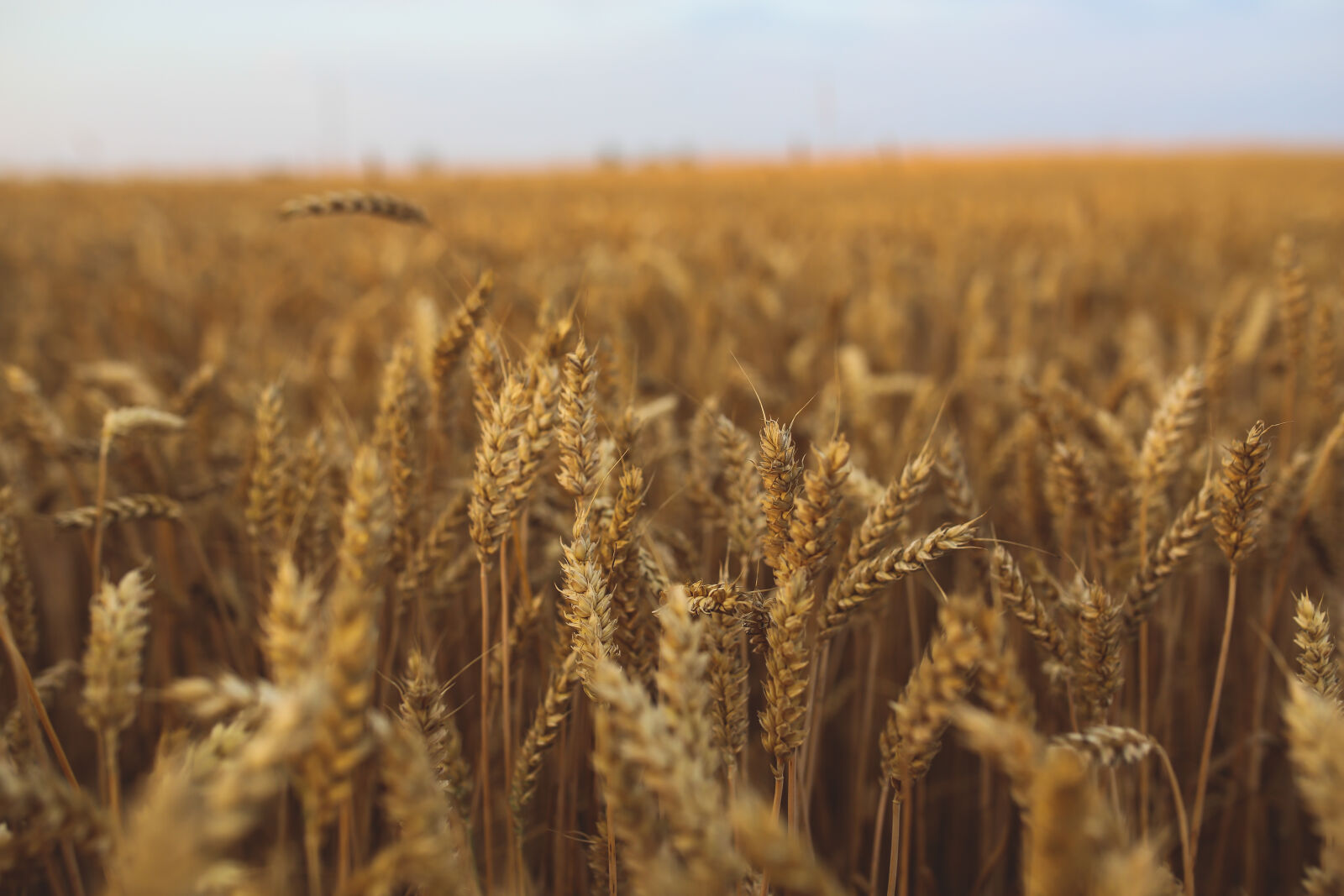 Canon EOS 6D + Sigma 35mm F1.4 DG HSM Art sample photo. Golden, grain photography