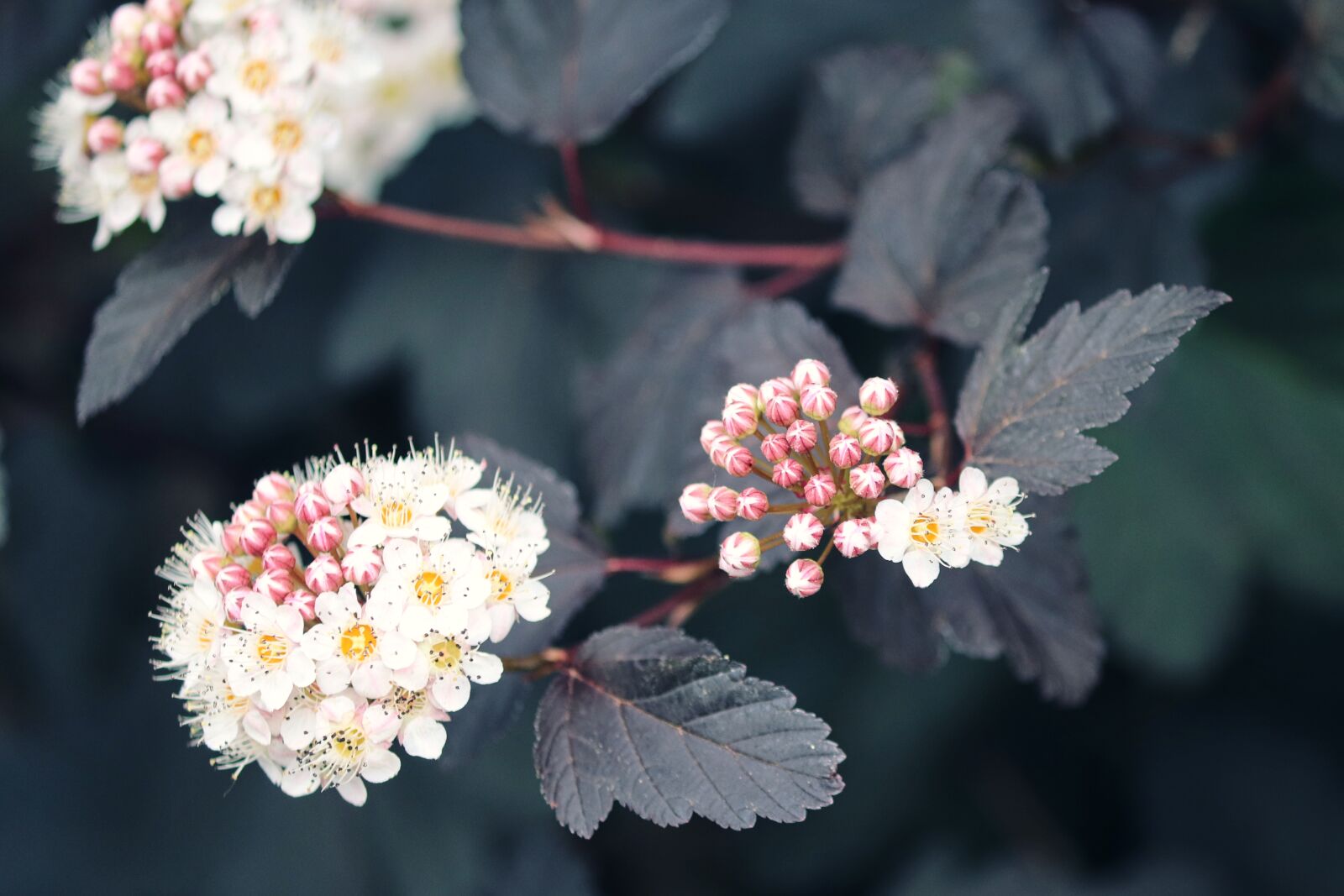 Canon EOS 200D (EOS Rebel SL2 / EOS Kiss X9) sample photo. Yellow ninebark, physocarpus, bush photography