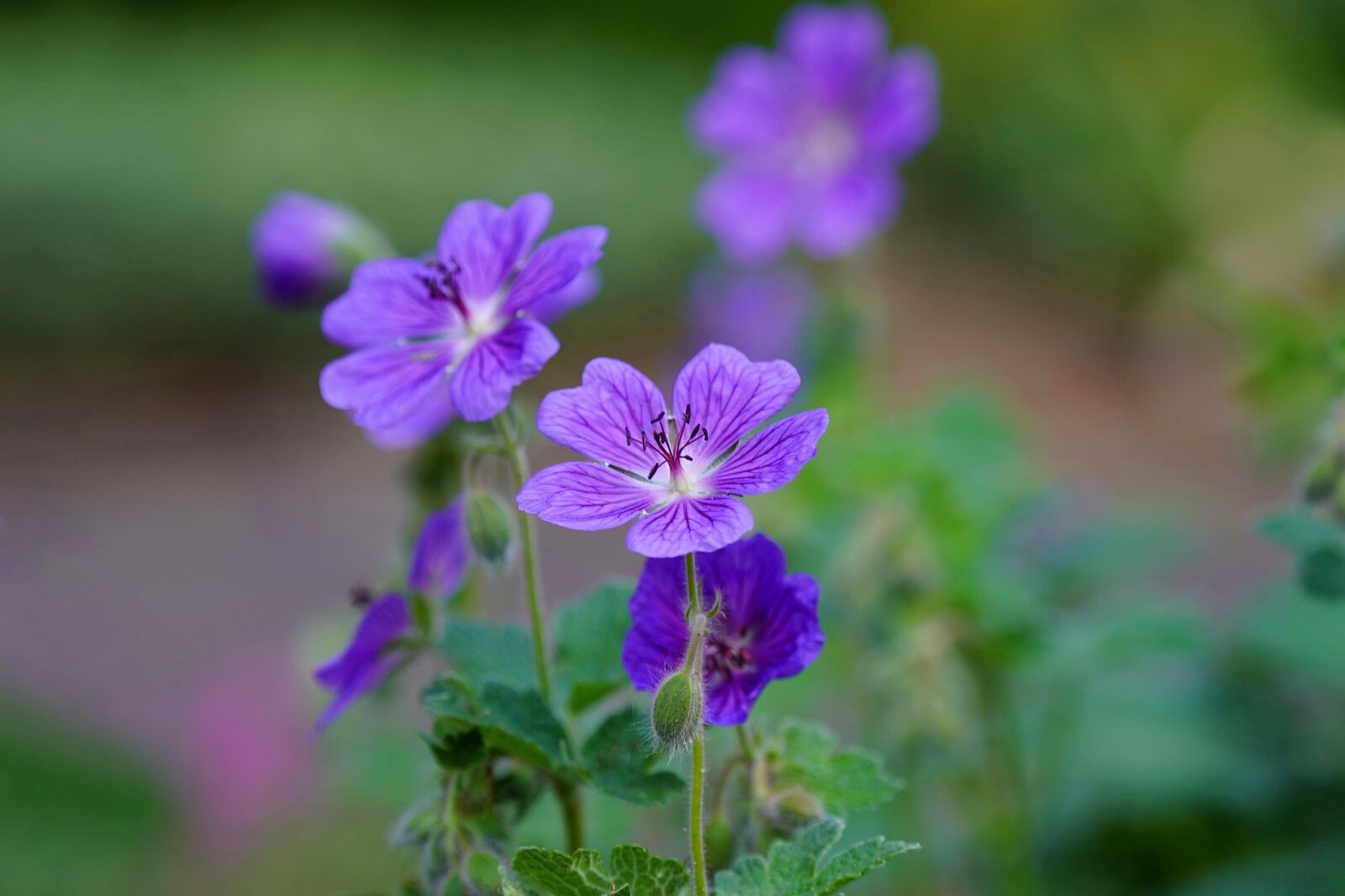 Sony FE 70-200mm F4 G OSS sample photo. Mallow, flower, violet photography