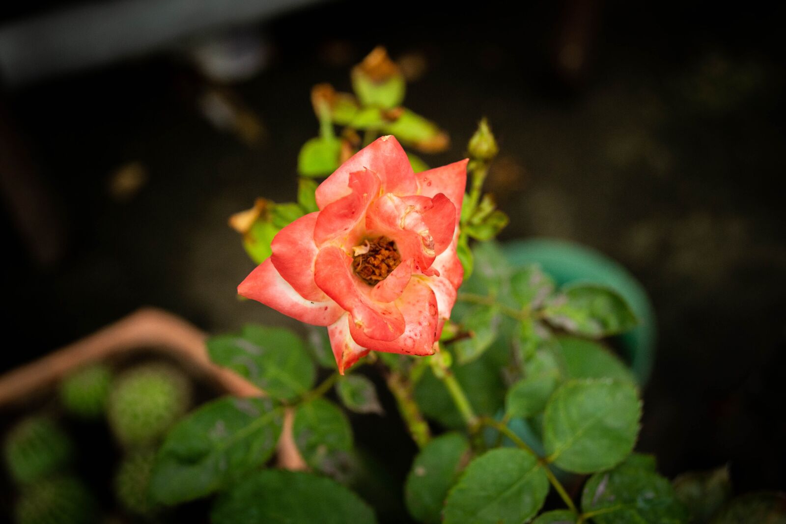 Nikon D3100 sample photo. Flowers, nature, plant photography