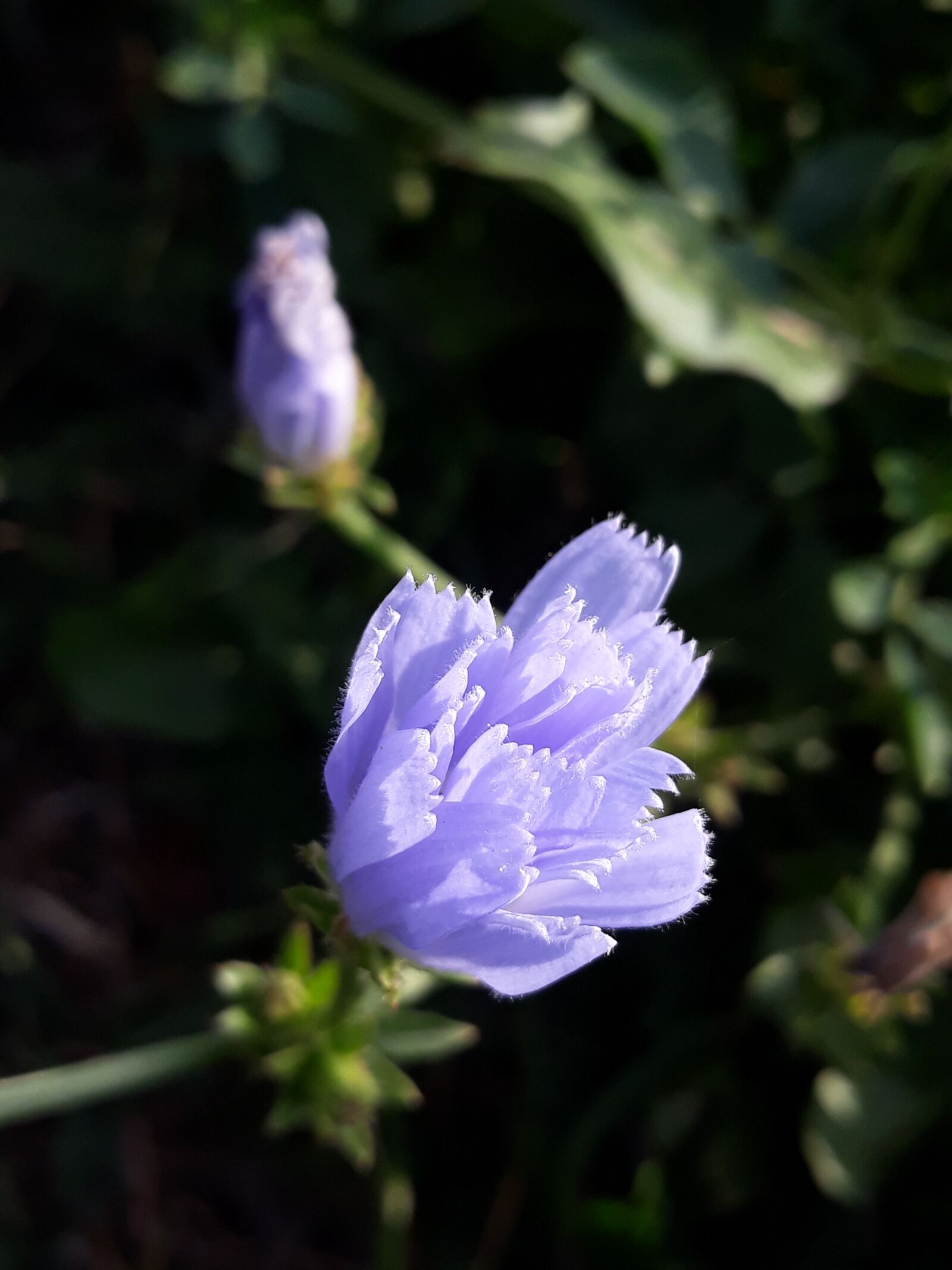 Samsung Galaxy J5 sample photo. Flower, beauty, autumn photography