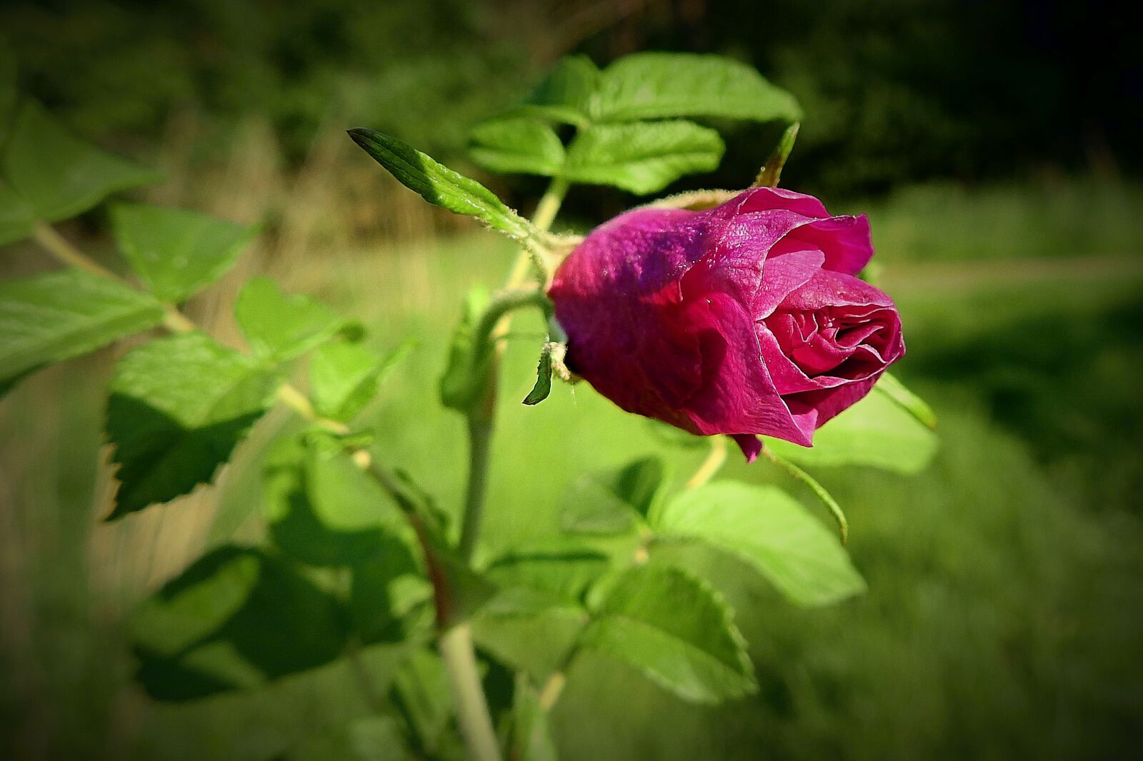 Nikon Coolpix P900 sample photo. Rose flower, nature, plant photography