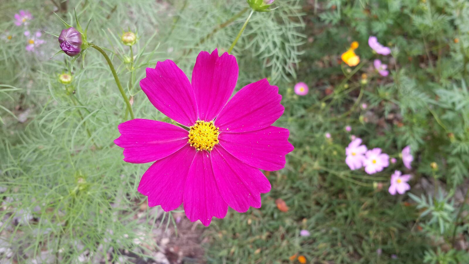 Samsung Galaxy S4 sample photo. Summer, flower, yellow photography