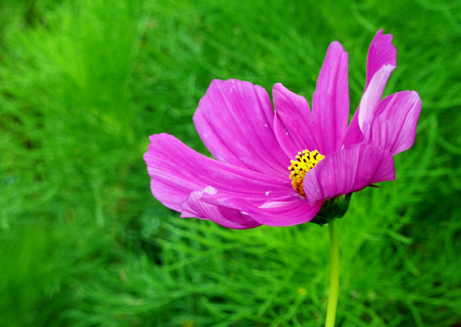 Panasonic DMC-TZ7 sample photo. Blossom, bloom, flower photography