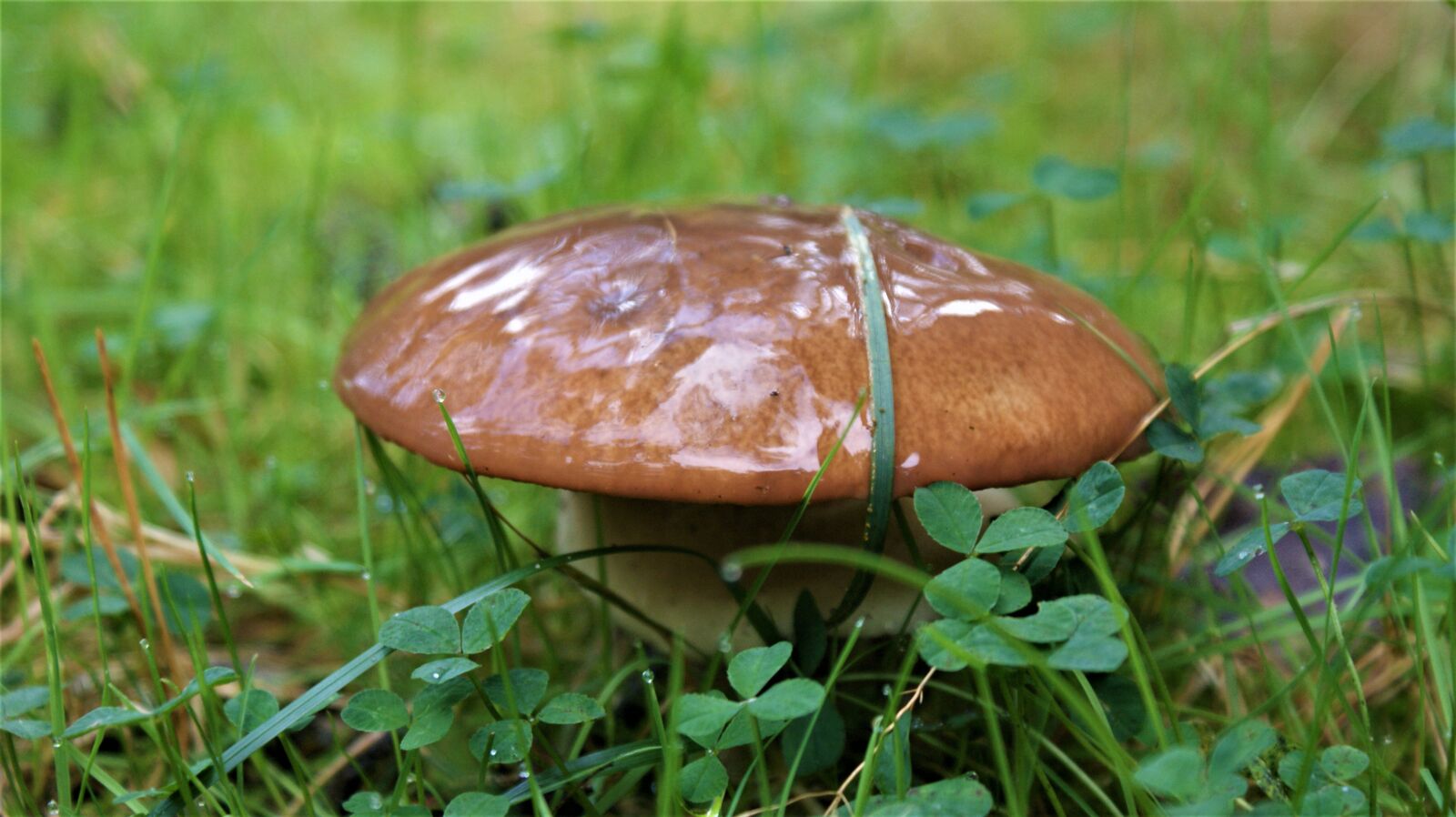 Sony Alpha DSLR-A350 sample photo. Autumn, mushroom, slithery photography