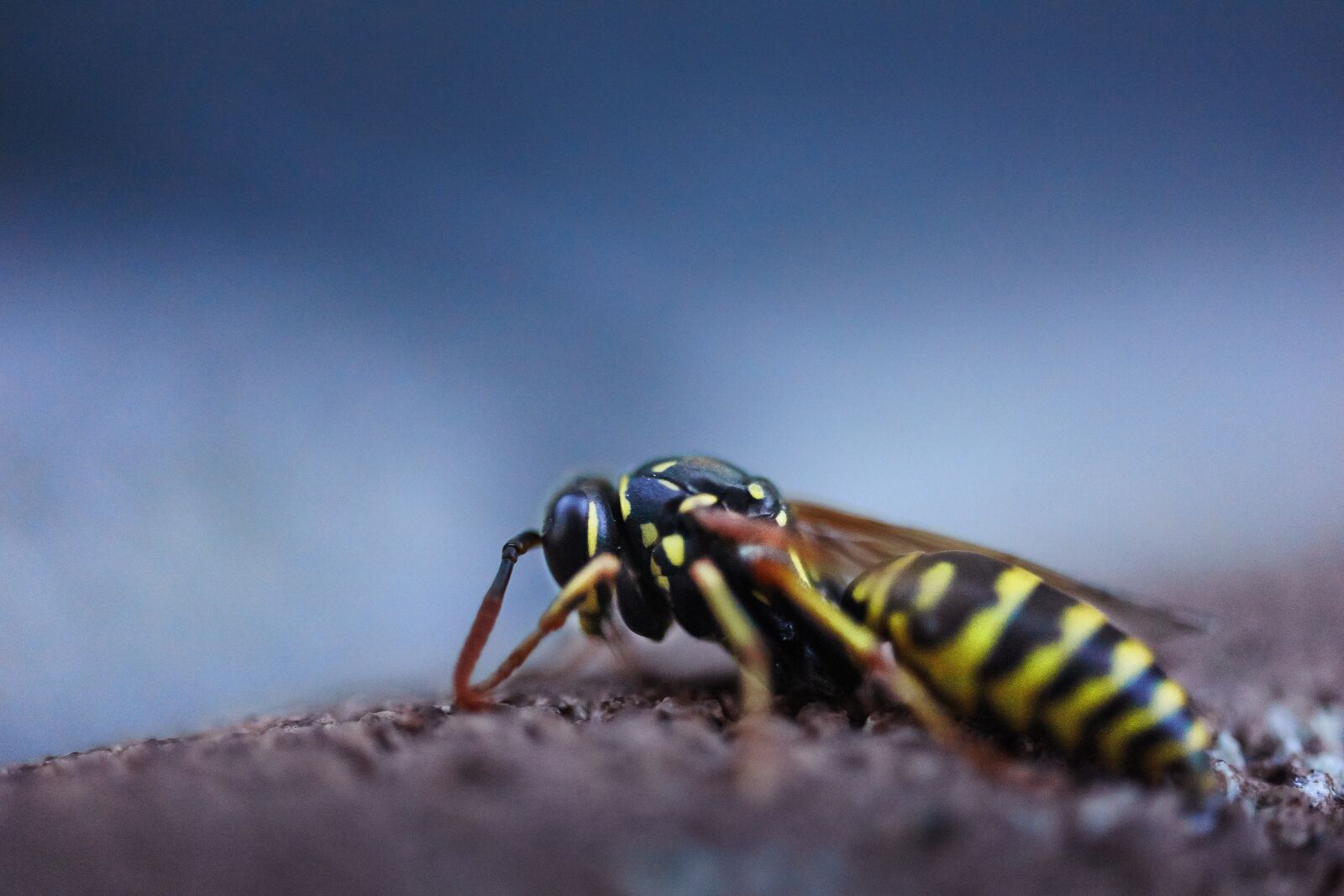 Sony Alpha NEX-7 sample photo. Wasp, close up, sky photography