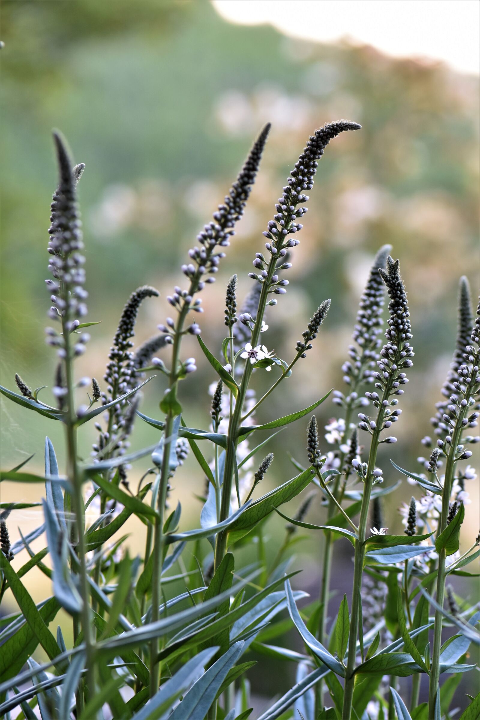 Nikon D5500 sample photo. Black cohosh, plant, nature photography