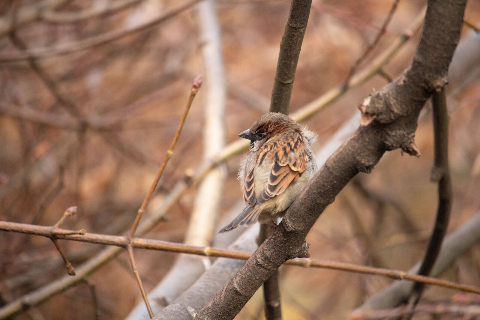 Canon EOS 100D (EOS Rebel SL1 / EOS Kiss X7) sample photo. Sparrow, bird, nature photography