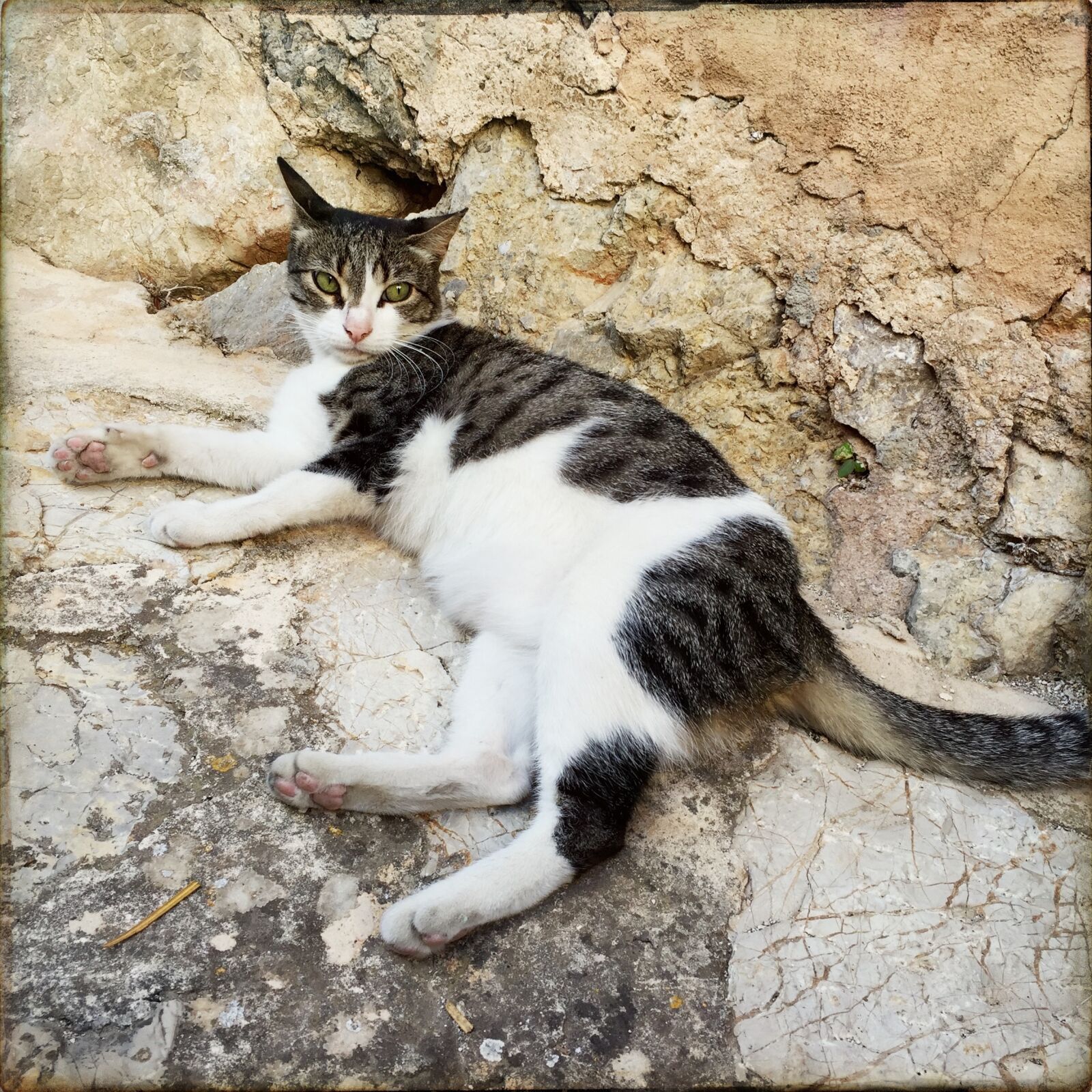 Hipstamatic 314 sample photo. Cat, stone, domestic cat photography
