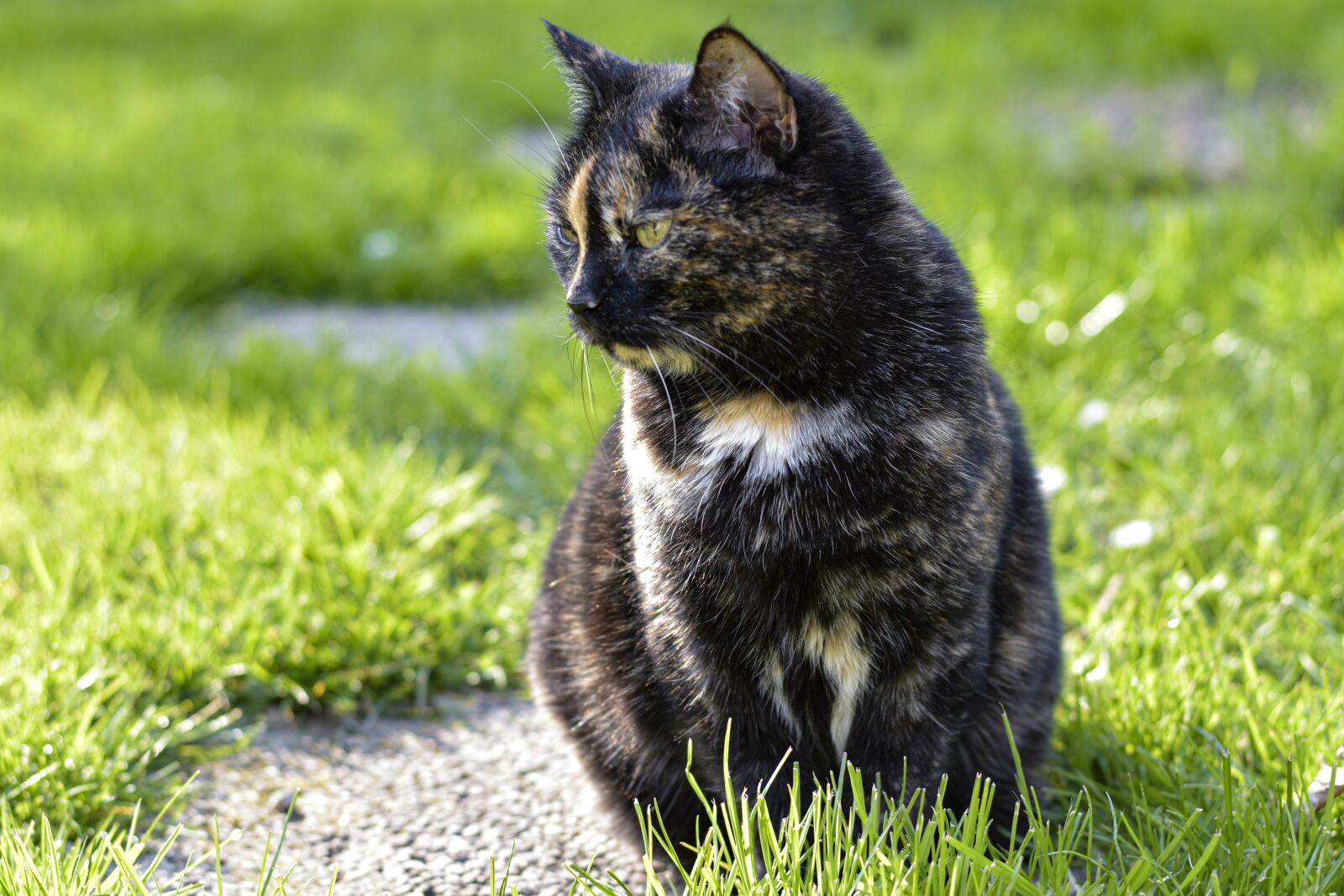Nikon D5600 sample photo. Cat, tortoiseshell, portrait photography