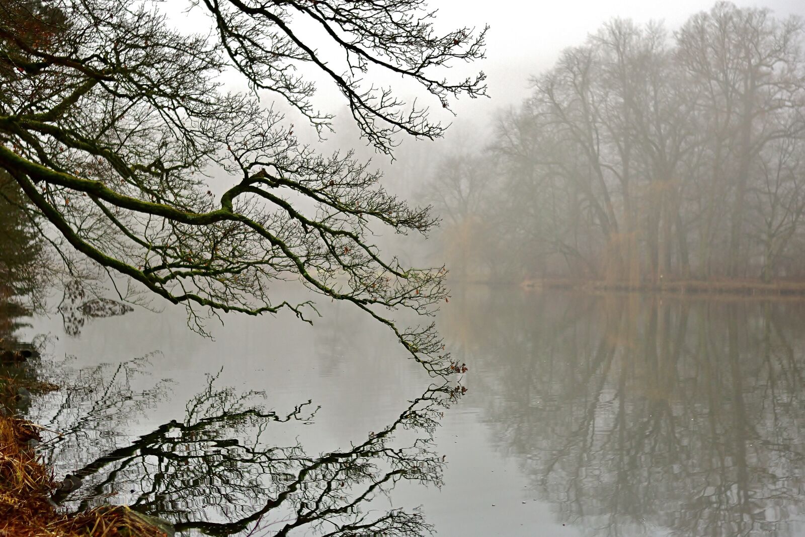 Nikon D5600 sample photo. Fog, lake, landscape photography