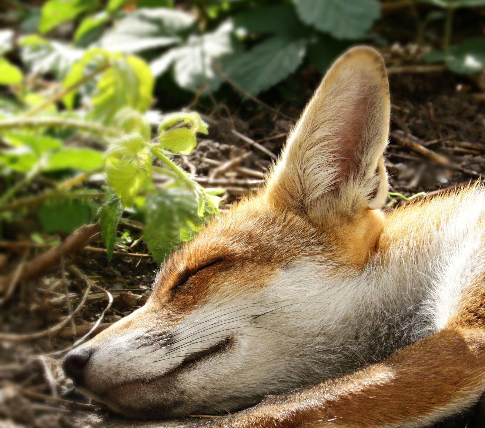Canon EOS 750D (EOS Rebel T6i / EOS Kiss X8i) + Canon EF-S 55-250mm F4-5.6 IS STM sample photo. Fox, head, sleeping photography