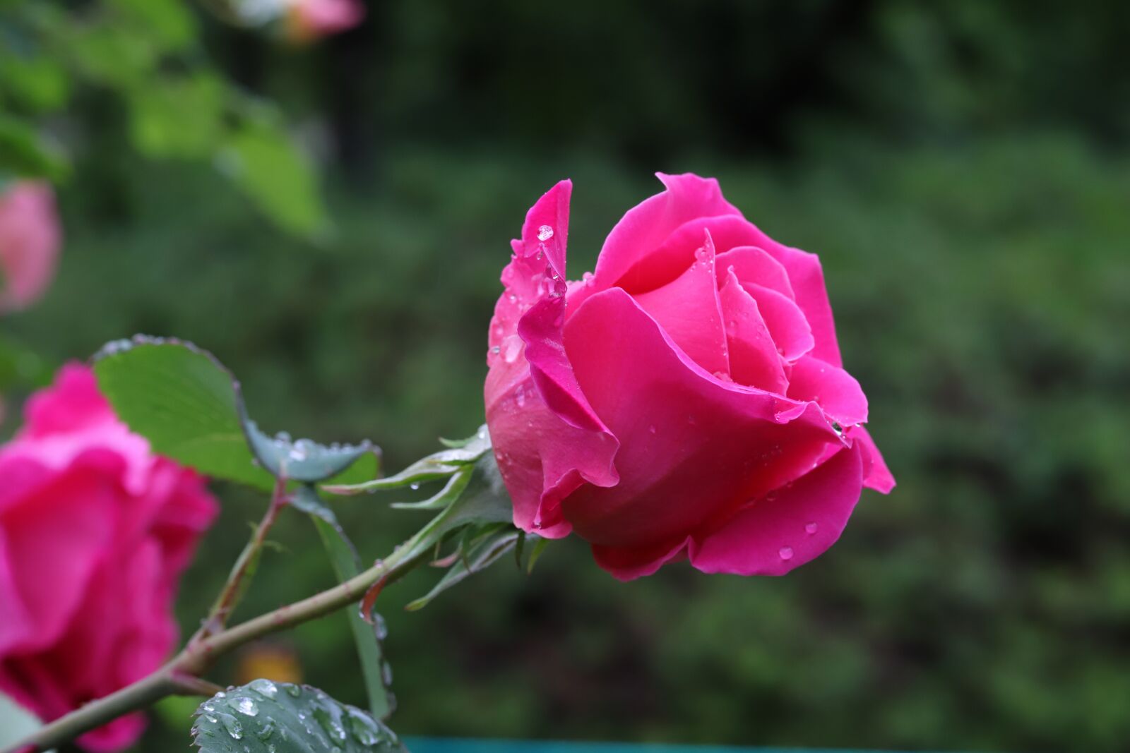 Canon EOS 6D Mark II sample photo. Rose, petal, flowers photography