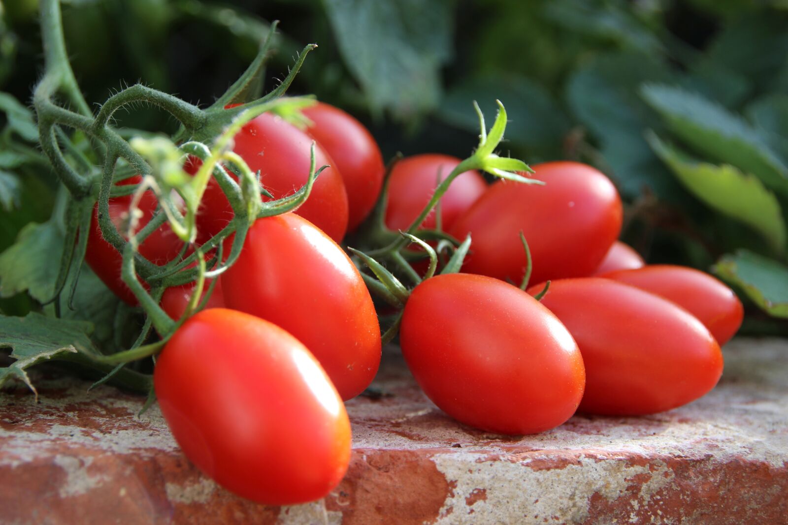 Canon EOS 600D (Rebel EOS T3i / EOS Kiss X5) sample photo. Tomatoes, vegetables, garden photography