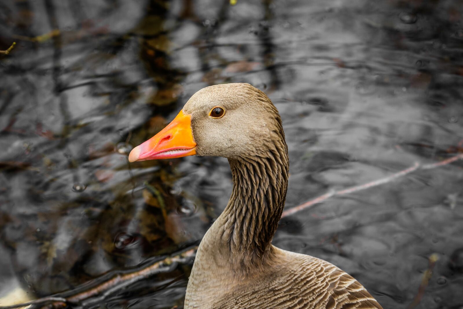 Canon EOS 700D (EOS Rebel T5i / EOS Kiss X7i) sample photo. Nature, bird, animal world photography