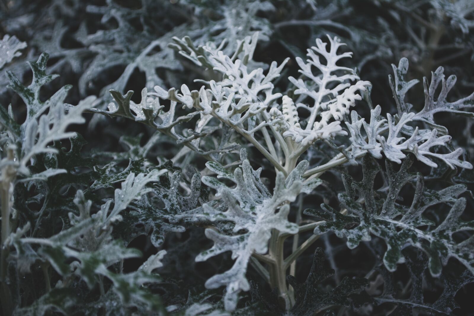 Nikon D5200 sample photo. Flowers, pretty views, nature photography