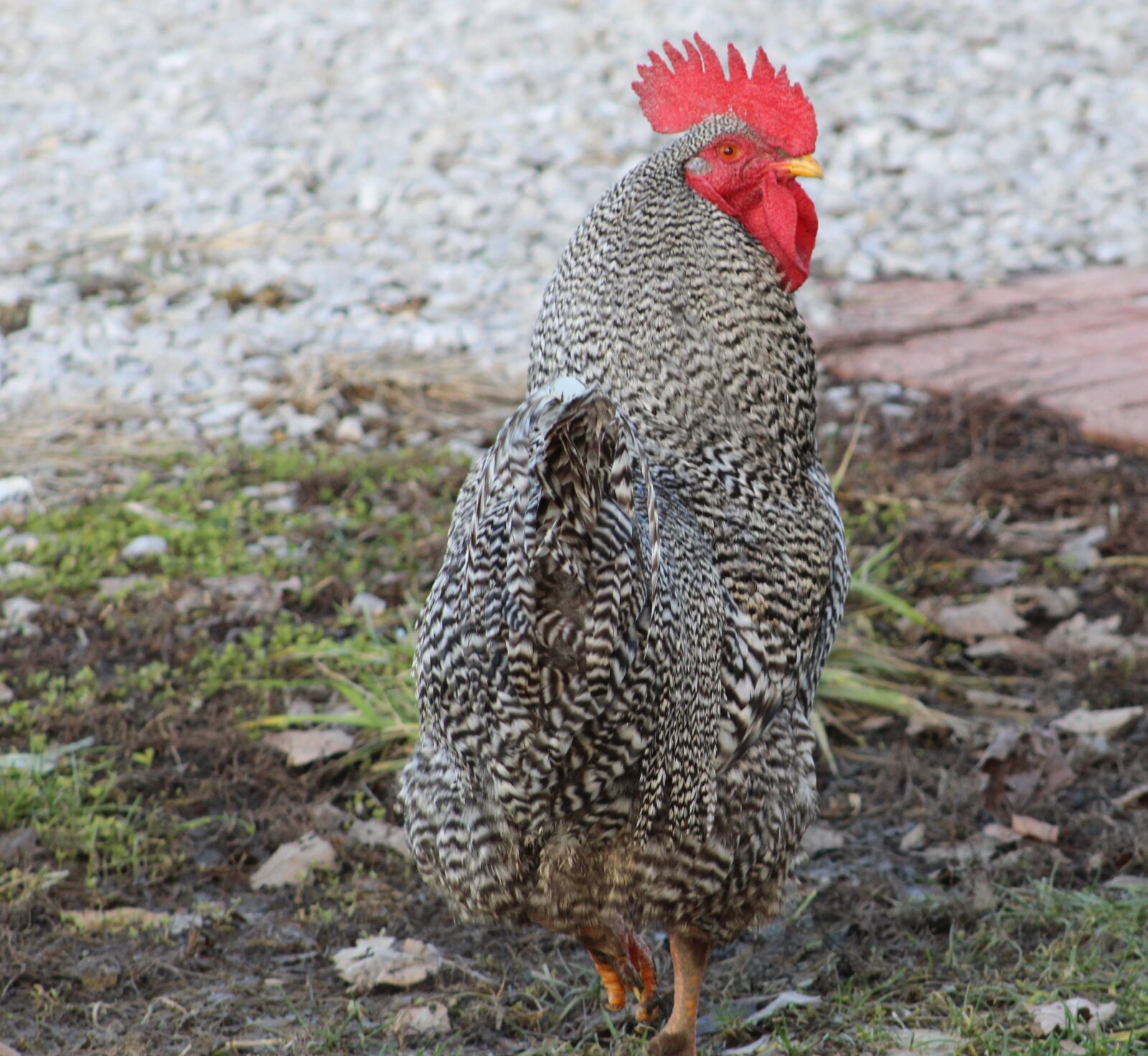 Canon EOS 1300D (EOS Rebel T6 / EOS Kiss X80) sample photo. Rooster, farm, animal photography