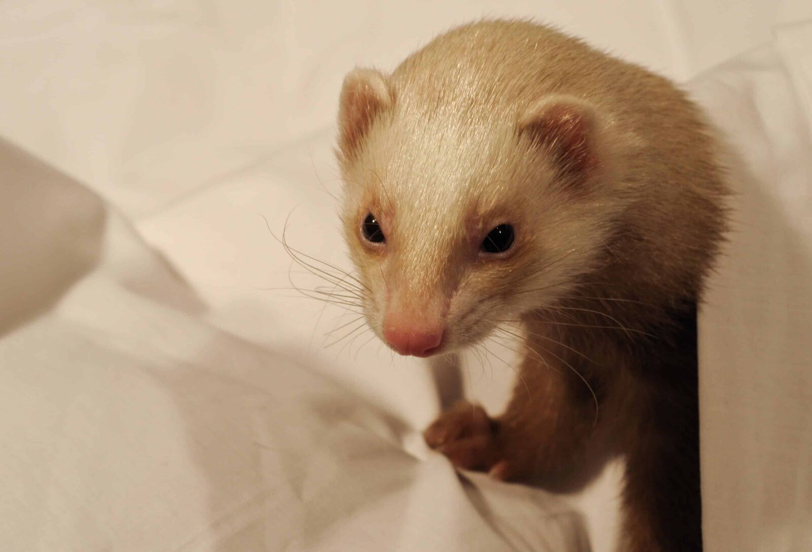 Nikon D300 sample photo. Cute, fur, pet, rodent photography