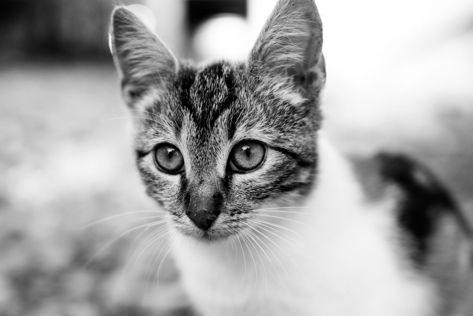 Nikon D750 sample photo. Black and white, cat photography